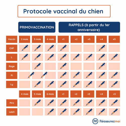 calendrier vaccination chien 1