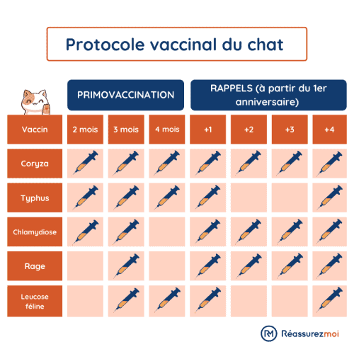 calendrier vaccins chat