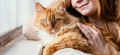 assurance sante chat