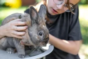 assurance sante nac lapin