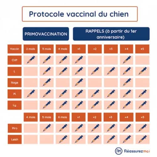 Calendrier vaccin chien